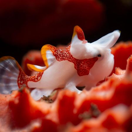 Palm Springs Bali Dive Resort Tulamben Exteriör bild