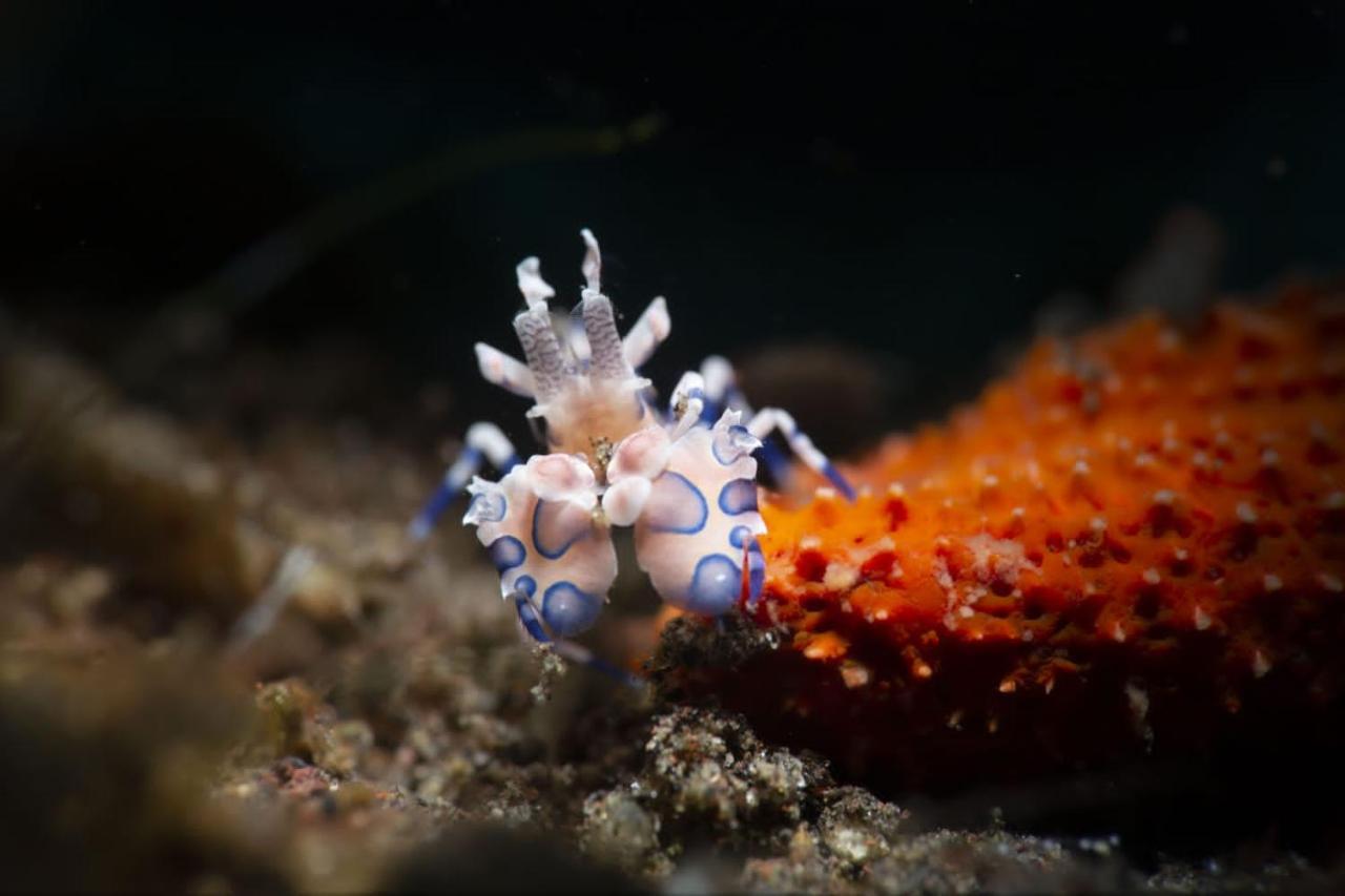 Palm Springs Bali Dive Resort Tulamben Exteriör bild