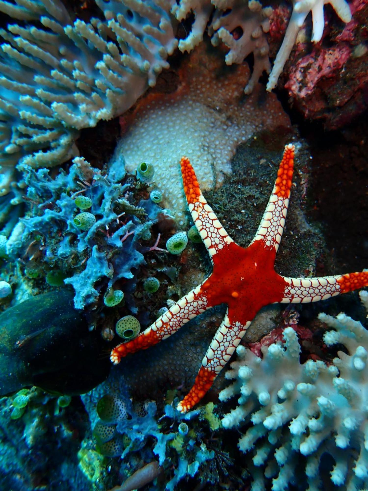 Palm Springs Bali Dive Resort Tulamben Exteriör bild
