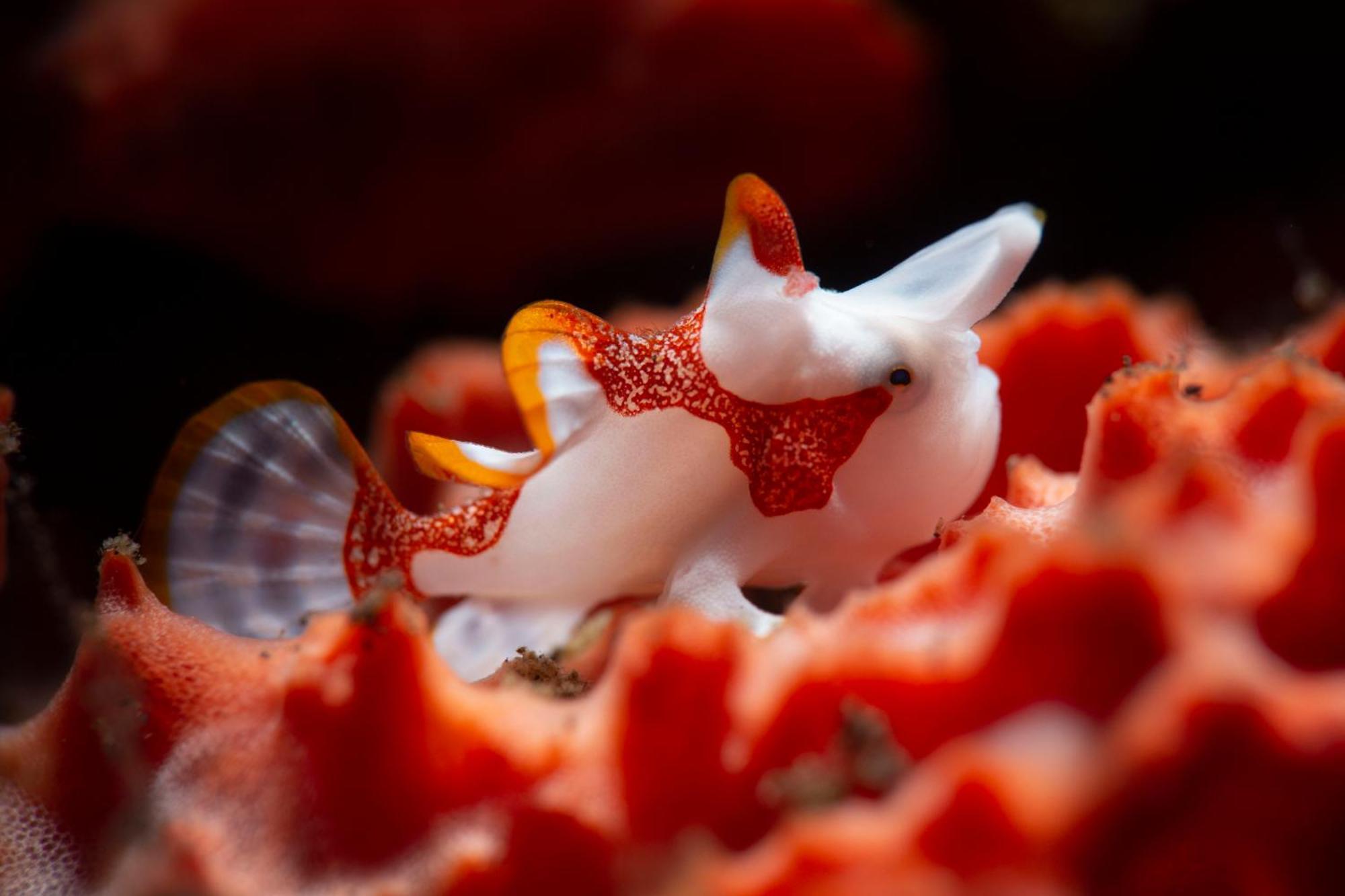 Palm Springs Bali Dive Resort Tulamben Exteriör bild